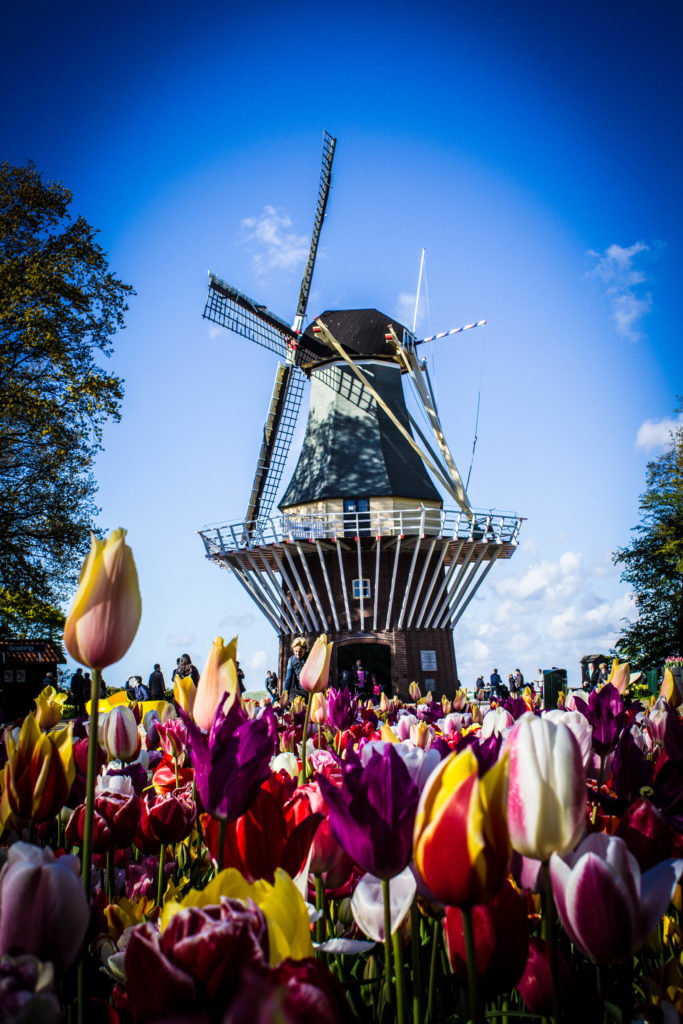 tulipanes | Ámsterdam Countryside | campiña holandesa