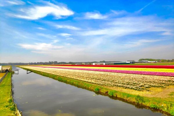 Visitar Keukenhof 2020 y los campos de tulipanes