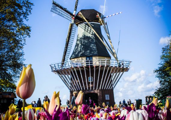 tulipanes | Ámsterdam Countryside | campiña holandesa